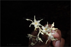 Shorea robusta